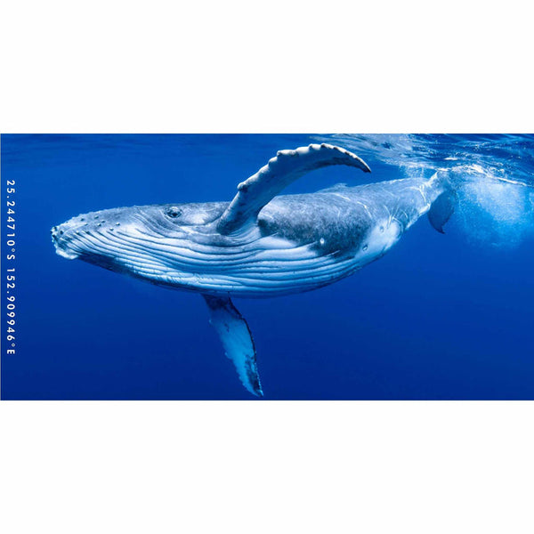 Destination Towels Whale Wave Summer Sand Free Beach Towel